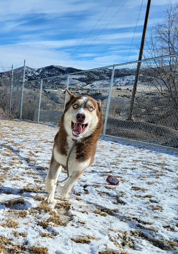 Enlarge Lake 45799, a Adoptable mixed breed in Pocatello, ID image 5/6