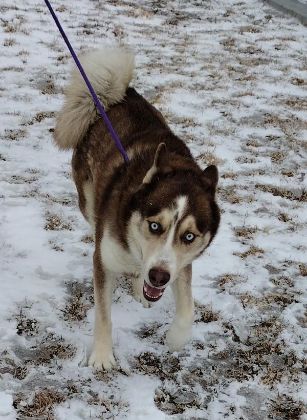 Enlarge Lake 45799, a Adoptable mixed breed in Pocatello, ID image 6/6