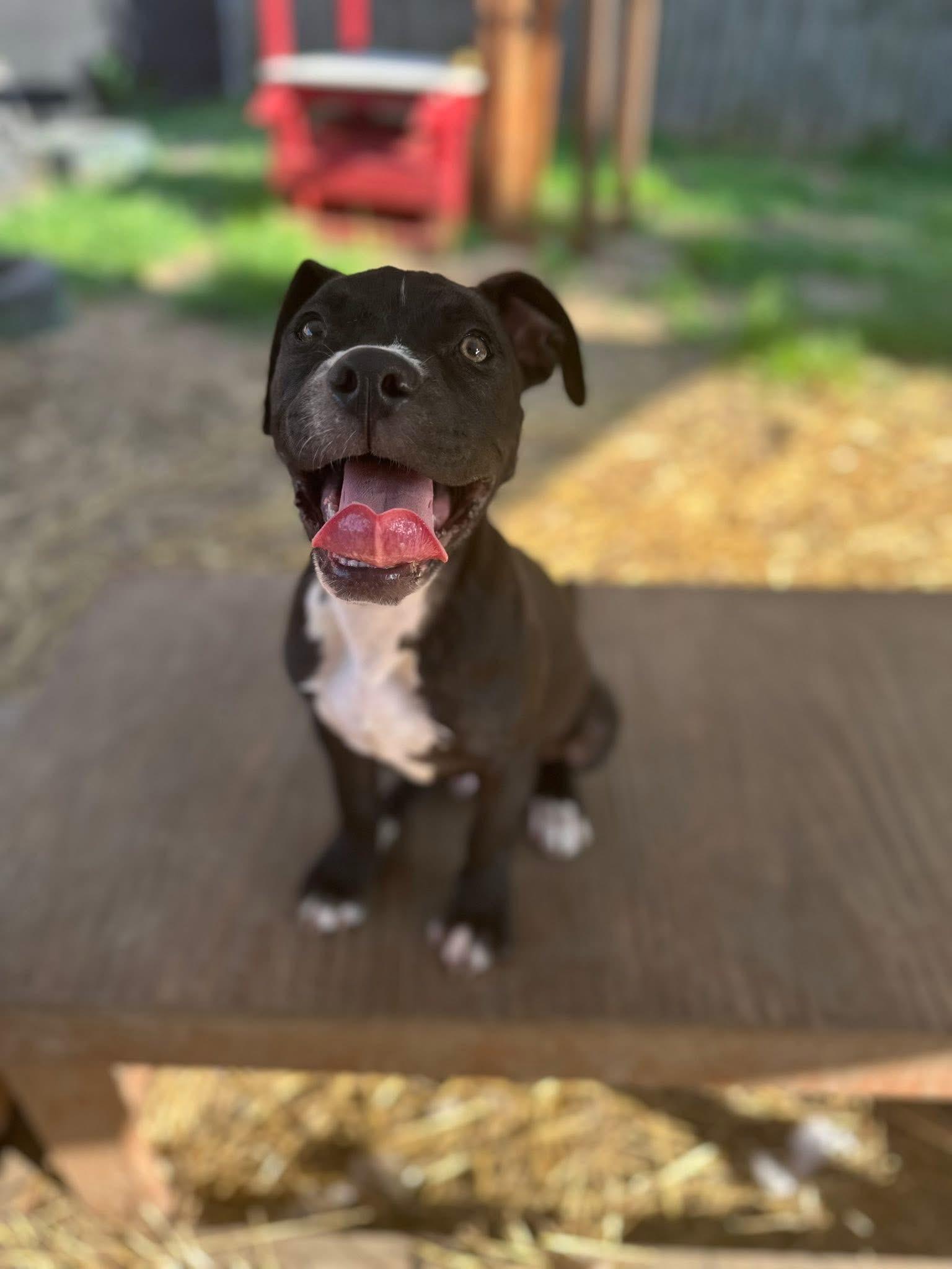 Enlarge Augie, a Adopted mixed breed in INDIANAPOLIS, IN image 1/3