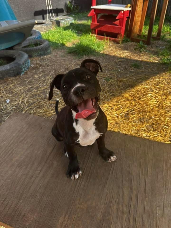 Enlarge Augie, a Adopted mixed breed in INDIANAPOLIS, IN image 2/3