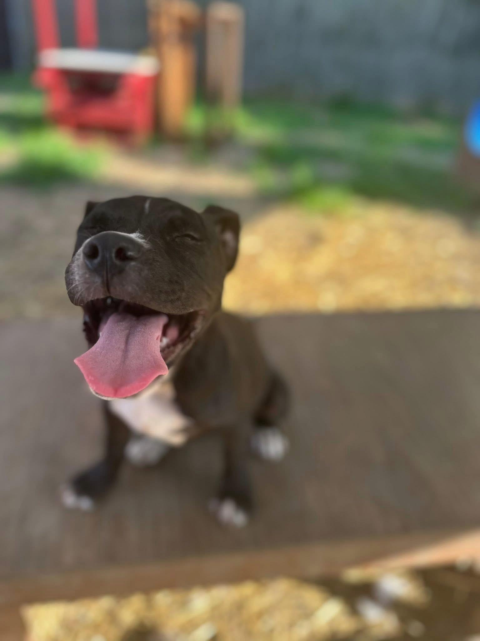 Enlarge Augie, a Adopted mixed breed in INDIANAPOLIS, IN image 3/3