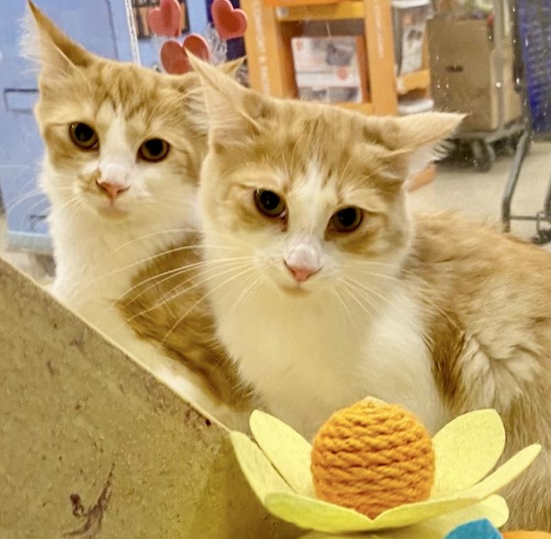 Enlarge Poutine (bonded with Mountie), a Adoptable mixed breed in Brampton, ON image 6/6