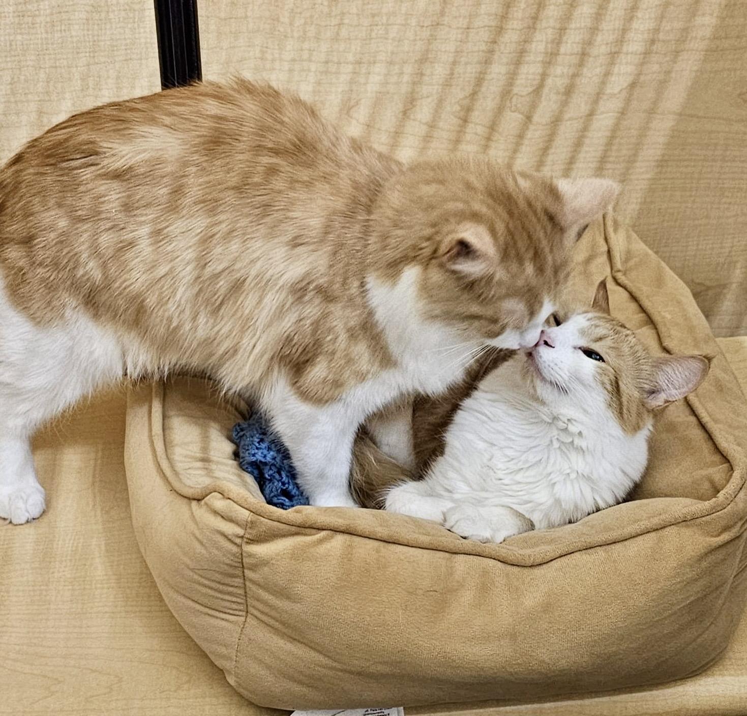 Enlarge Poutine (bonded with Mountie), a Adoptable mixed breed in Brampton, ON image 6/6