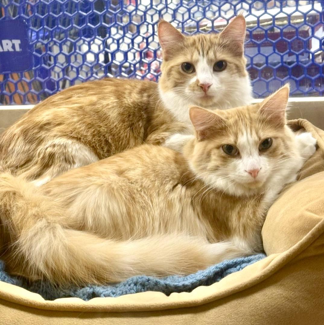 Enlarge Poutine (bonded with Mountie), a Adoptable mixed breed in Brampton, ON image 5/6