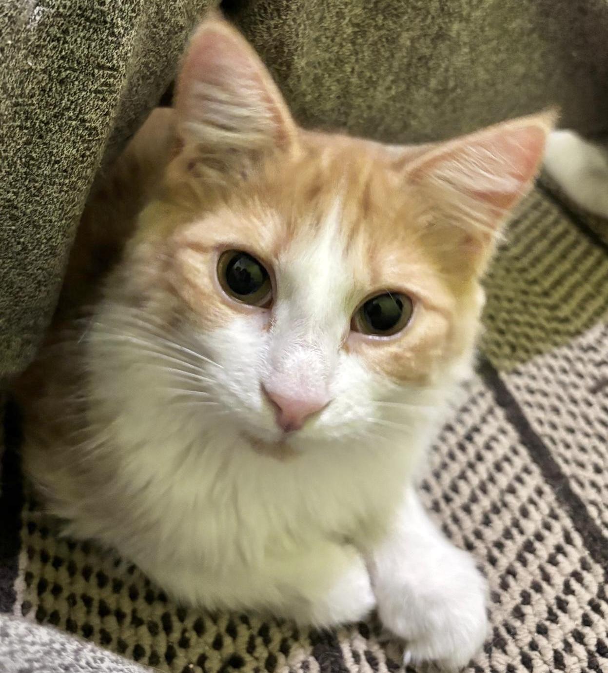 Enlarge Poutine (bonded with Mountie), a Adoptable mixed breed in Brampton, ON image 3/6