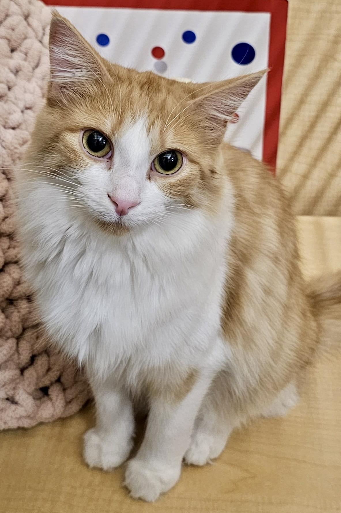 Enlarge Poutine (bonded with Mountie), a Adoptable mixed breed in Brampton, ON image 4/6