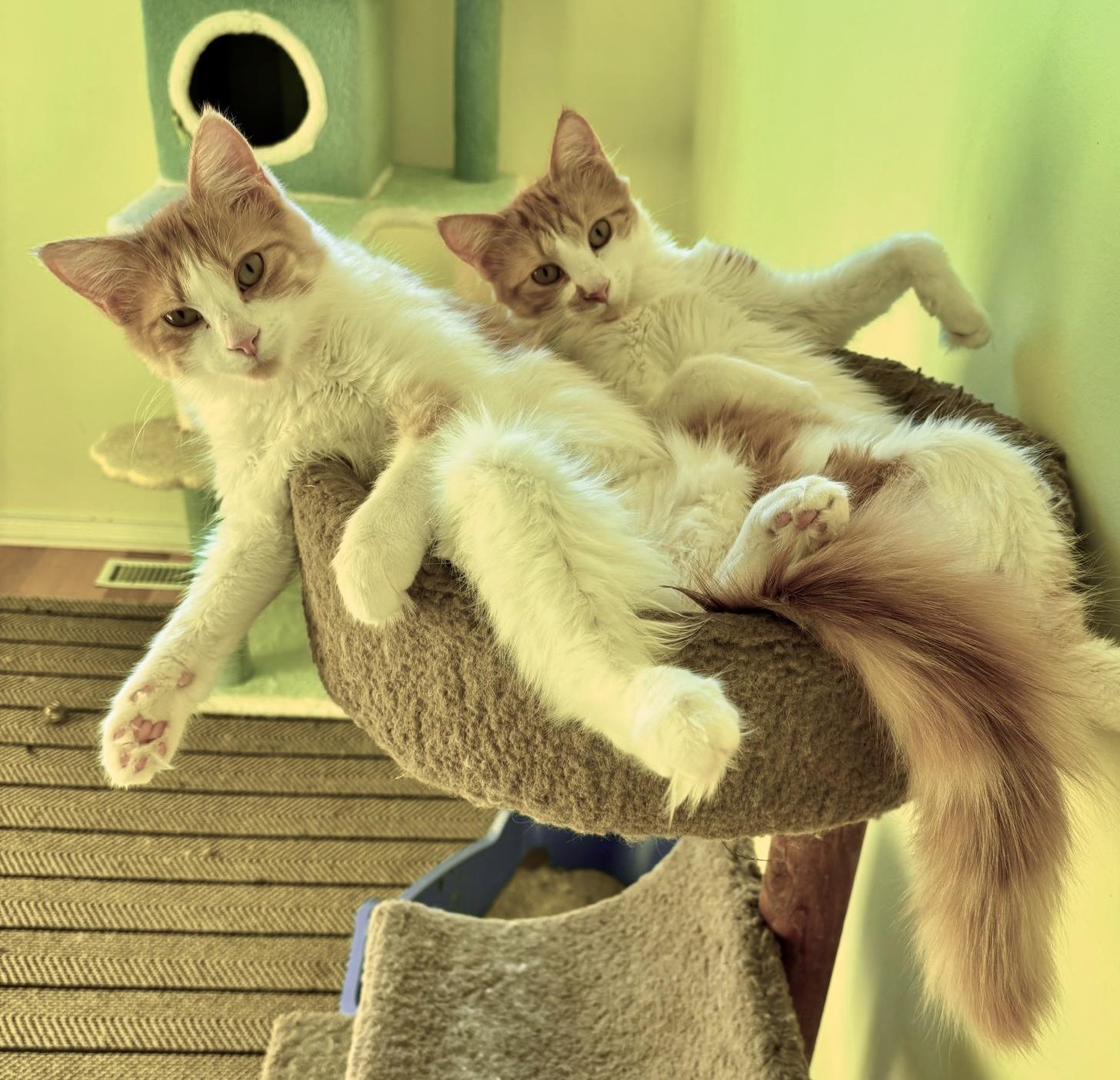 Enlarge Poutine (bonded with Mountie), a Adoptable mixed breed in Brampton, ON image 4/6