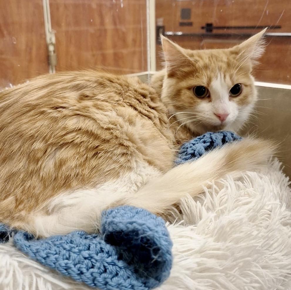 Enlarge Poutine (bonded with Mountie), a Adoptable mixed breed in Brampton, ON image 1/6