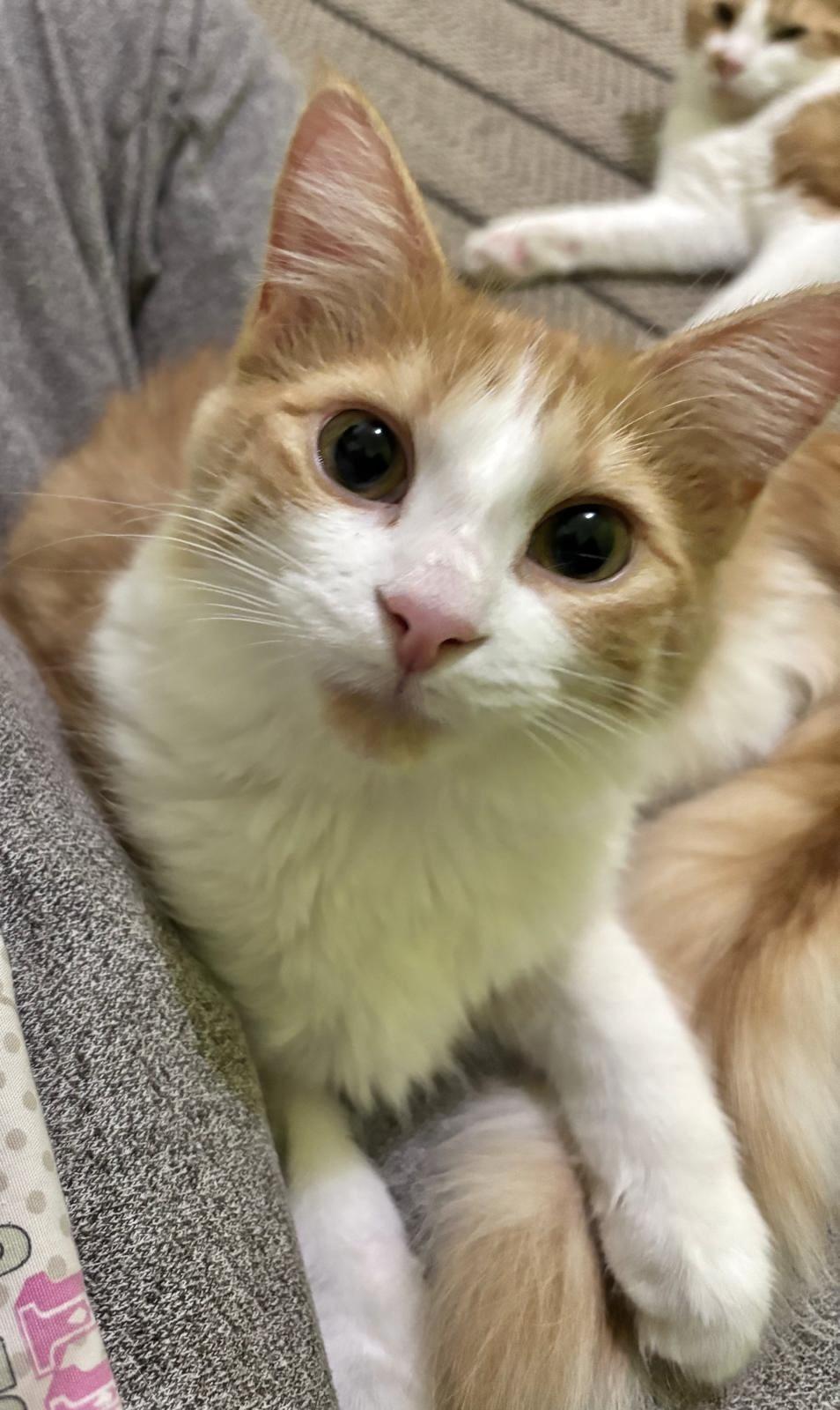 Enlarge Poutine (bonded with Mountie), a Adoptable mixed breed in Brampton, ON image 2/6