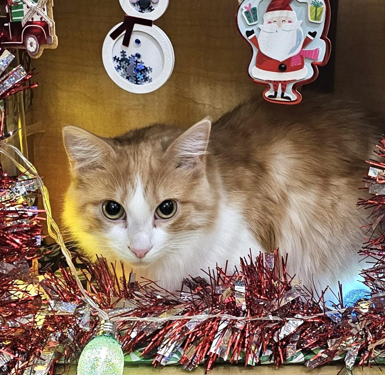 Enlarge Poutine (bonded with Mountie), a Adoptable mixed breed in Brampton, ON image 1/6