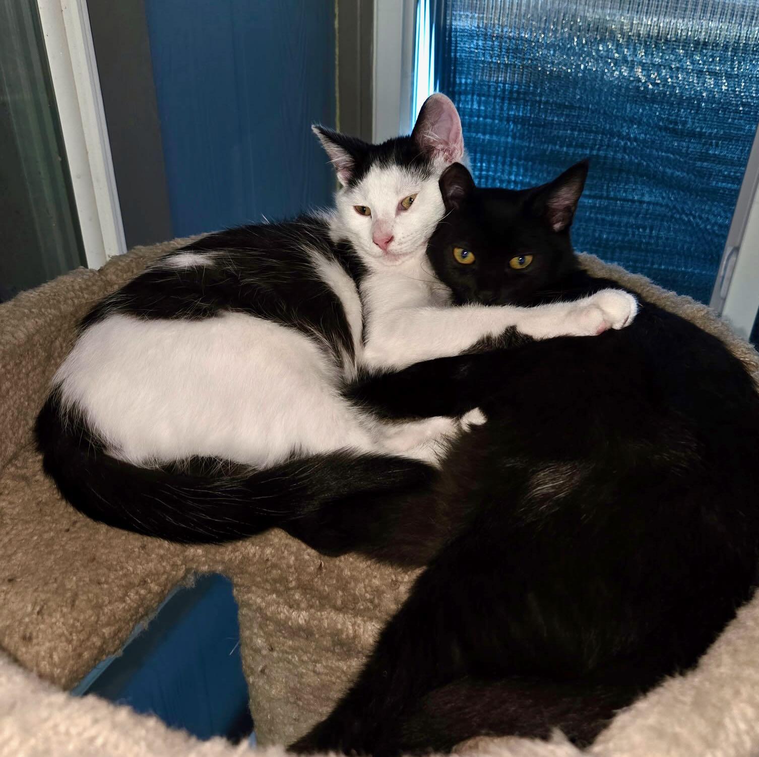 Enlarge Stella & Penelope, a Adoptable Domestic Short Hair in Portland, OR image 6/6