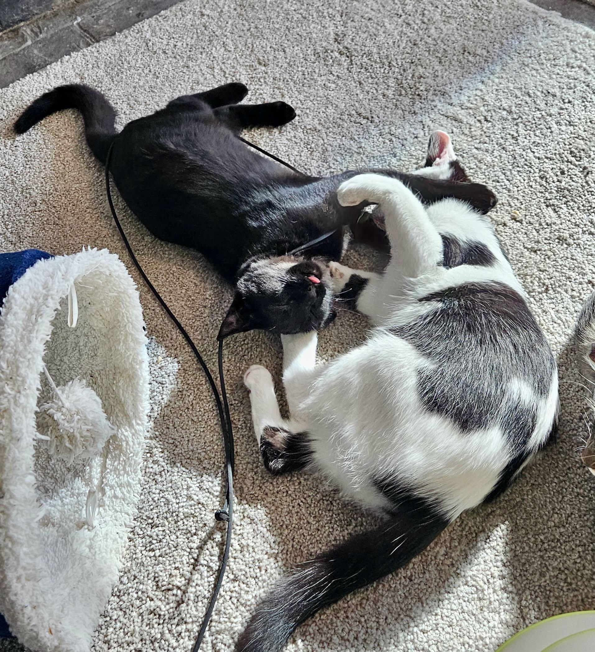 Stella & Penelope, Adoptable, Kitten Female Domestic Short Hair.