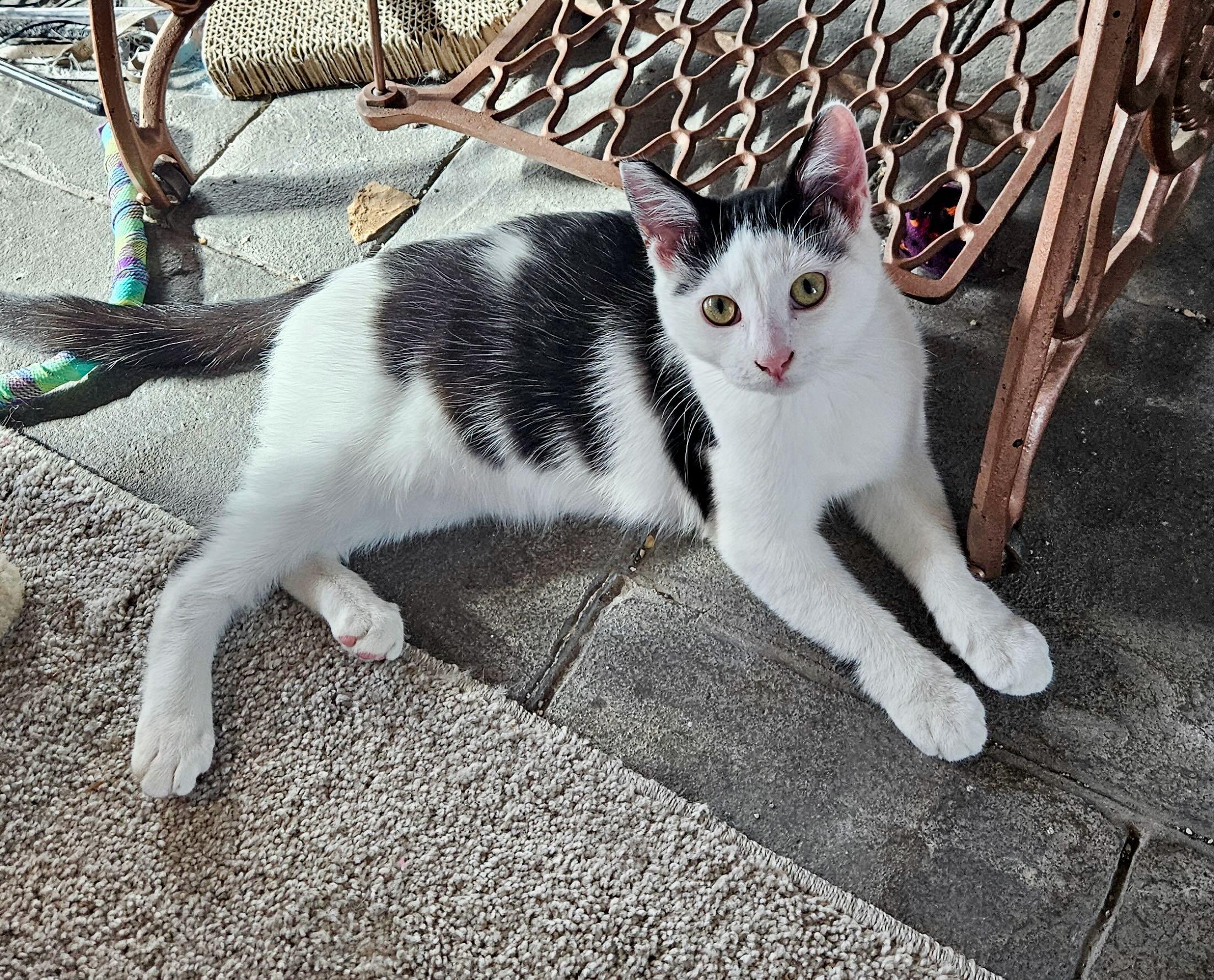 Enlarge Stella & Penelope, a Adoptable Domestic Short Hair in Portland, OR image 2/6