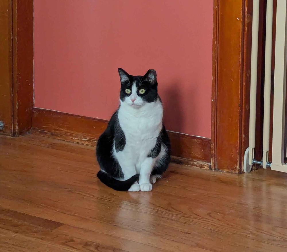 Enlarge Acadia, a Adoptable Domestic Short Hair in Albany, NY image 1/6