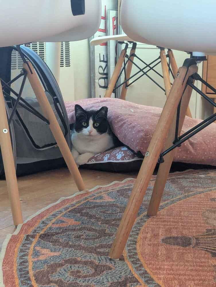 Enlarge Acadia, a Adoptable Domestic Short Hair in Albany, NY image 2/6