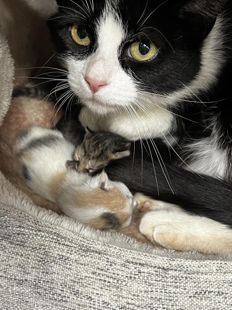 Acadia, Adoptable, Young Female Domestic Short Hair.