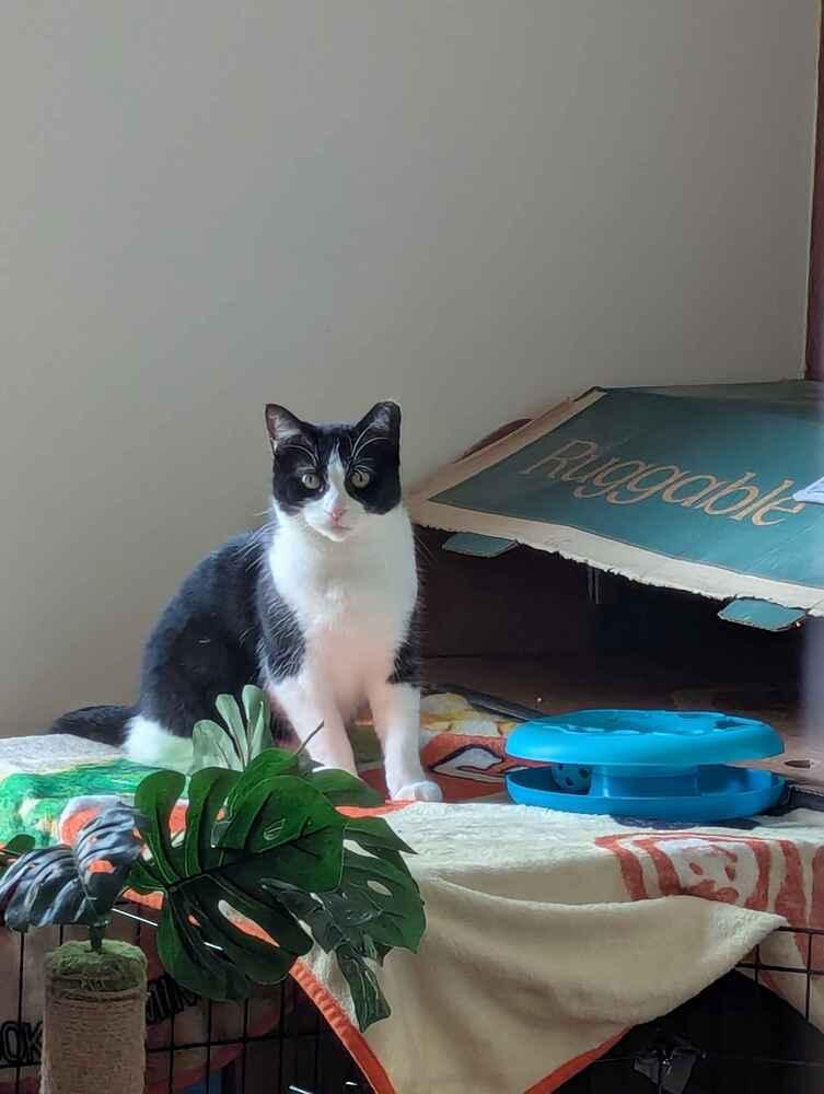 Acadia, a Adoptable Domestic Short Hair in Albany, NY image 2/6