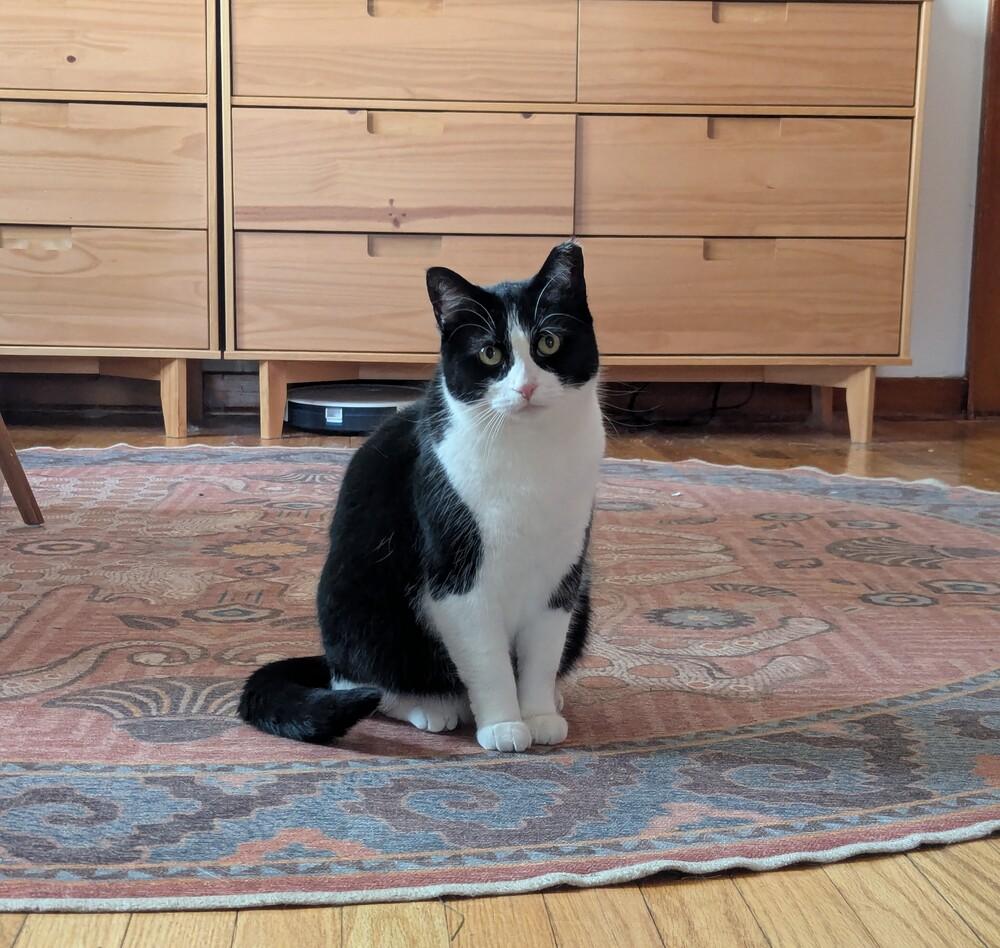 Acadia, a Adoptable Domestic Short Hair in Albany, NY image 3/5