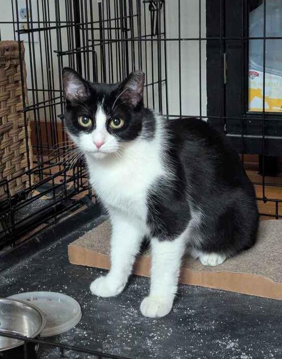 Acadia, a Adoptable Domestic Short Hair in Albany, NY image 4/6