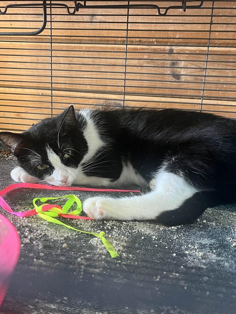 Acadia, a Adoptable Domestic Short Hair in Albany, NY image 5/6