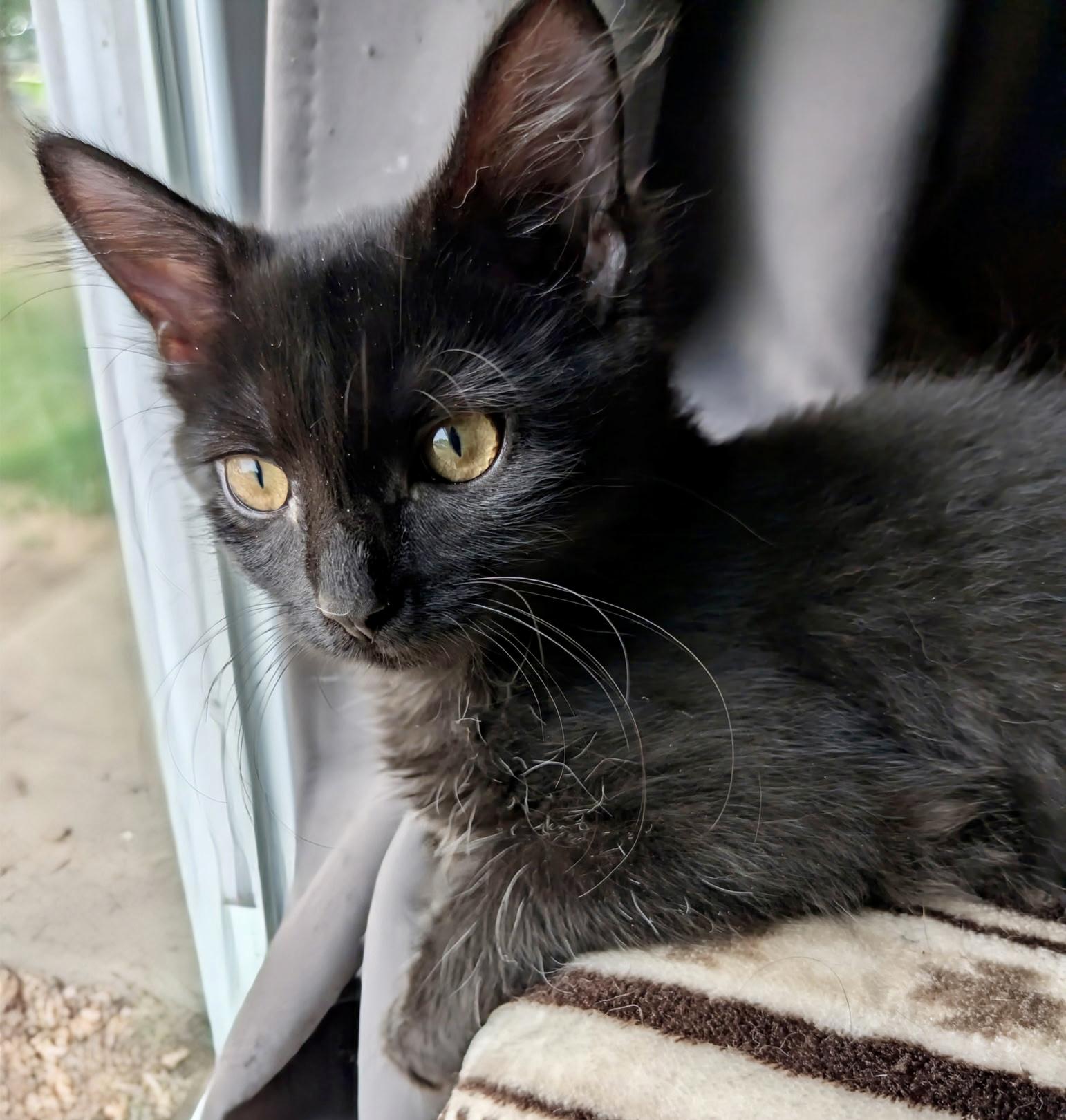 Enlarge Molasses, a Adoptable Domestic Short Hair in Jeffersonville, IN image 1/1