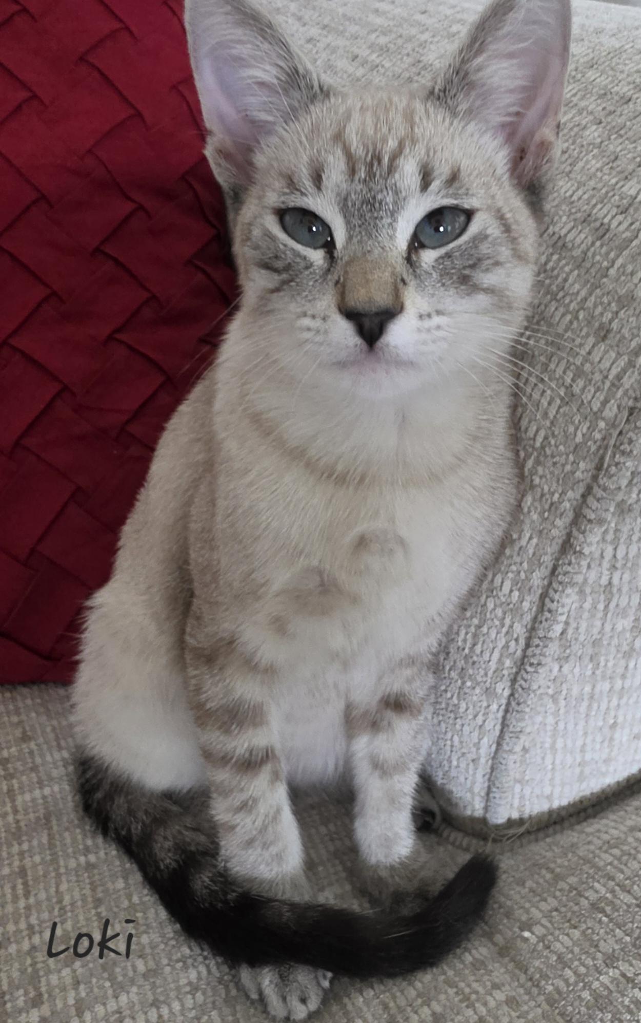 Biscotti Loki OR-T, Adopted, Kitten Male Siamese.