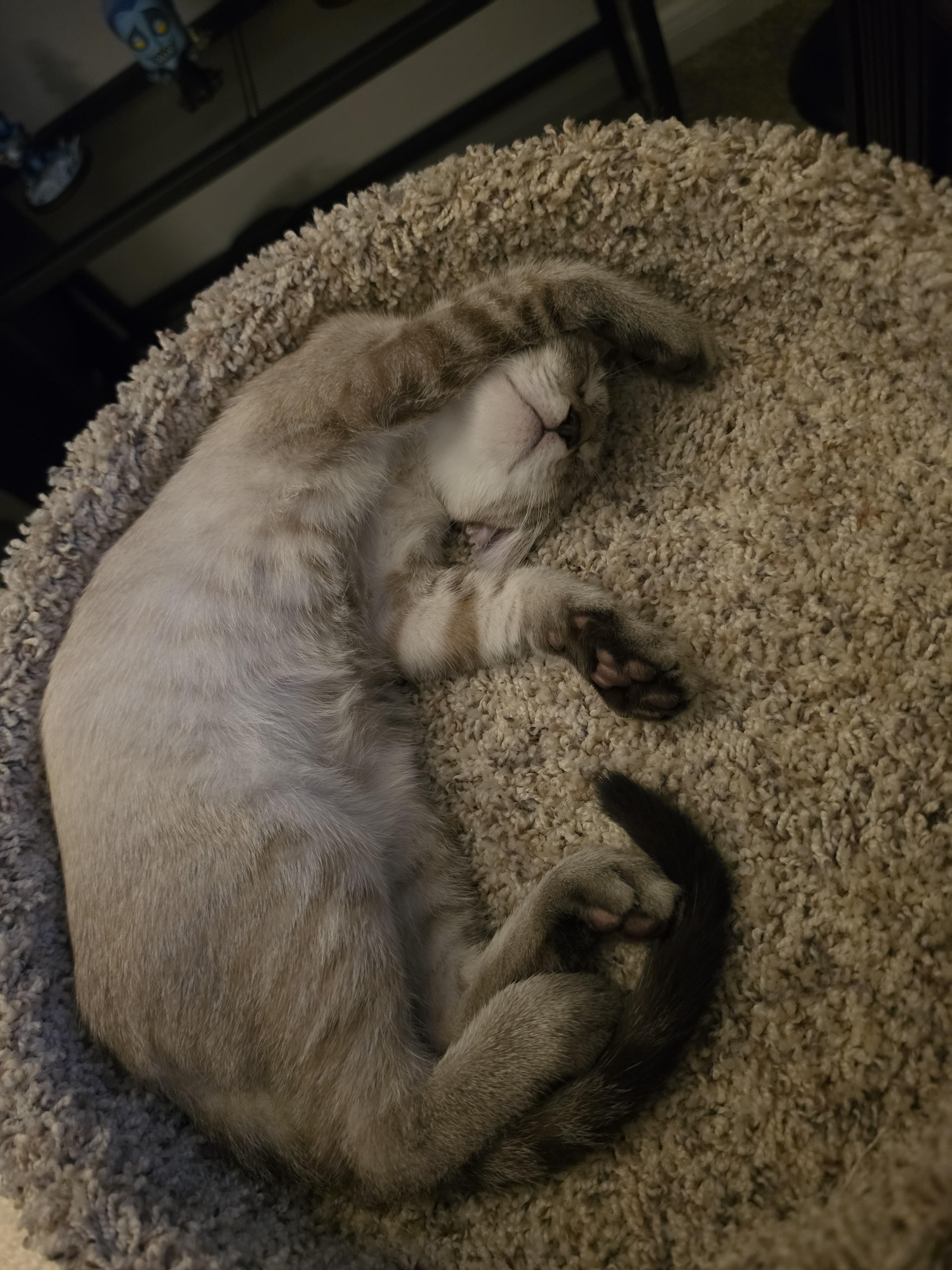 Enlarge Biscotti Loki OR-T, a Adopted mixed breed in Beaverton, OR image 4/5