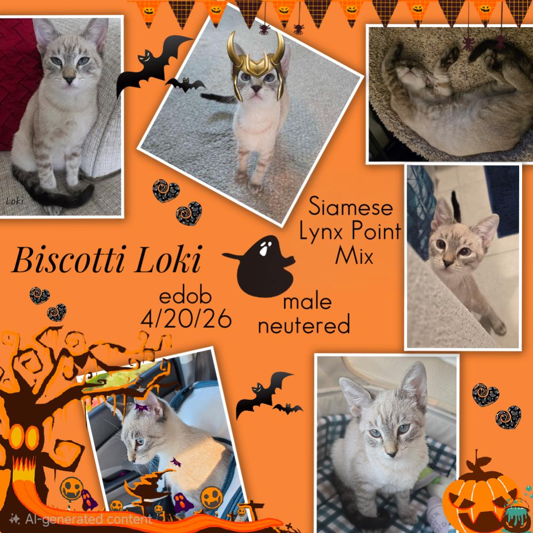 Enlarge Biscotti Loki OR-T, a Adopted mixed breed in Beaverton, OR image 5/5