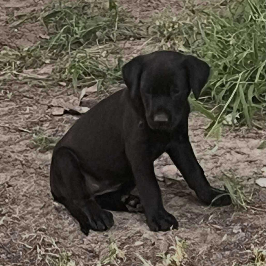 Prince, Adoptable, Young Male Retriever.