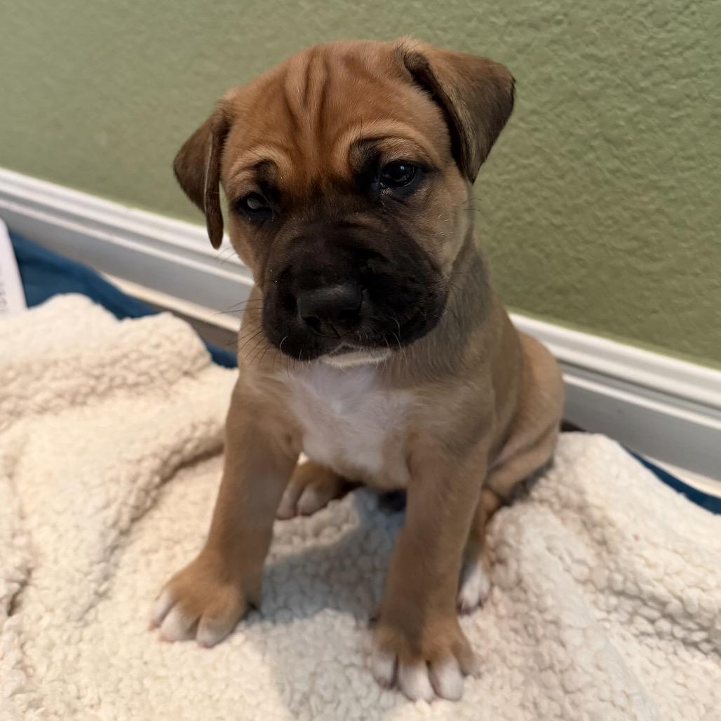 Woodstock — thumbnail 2