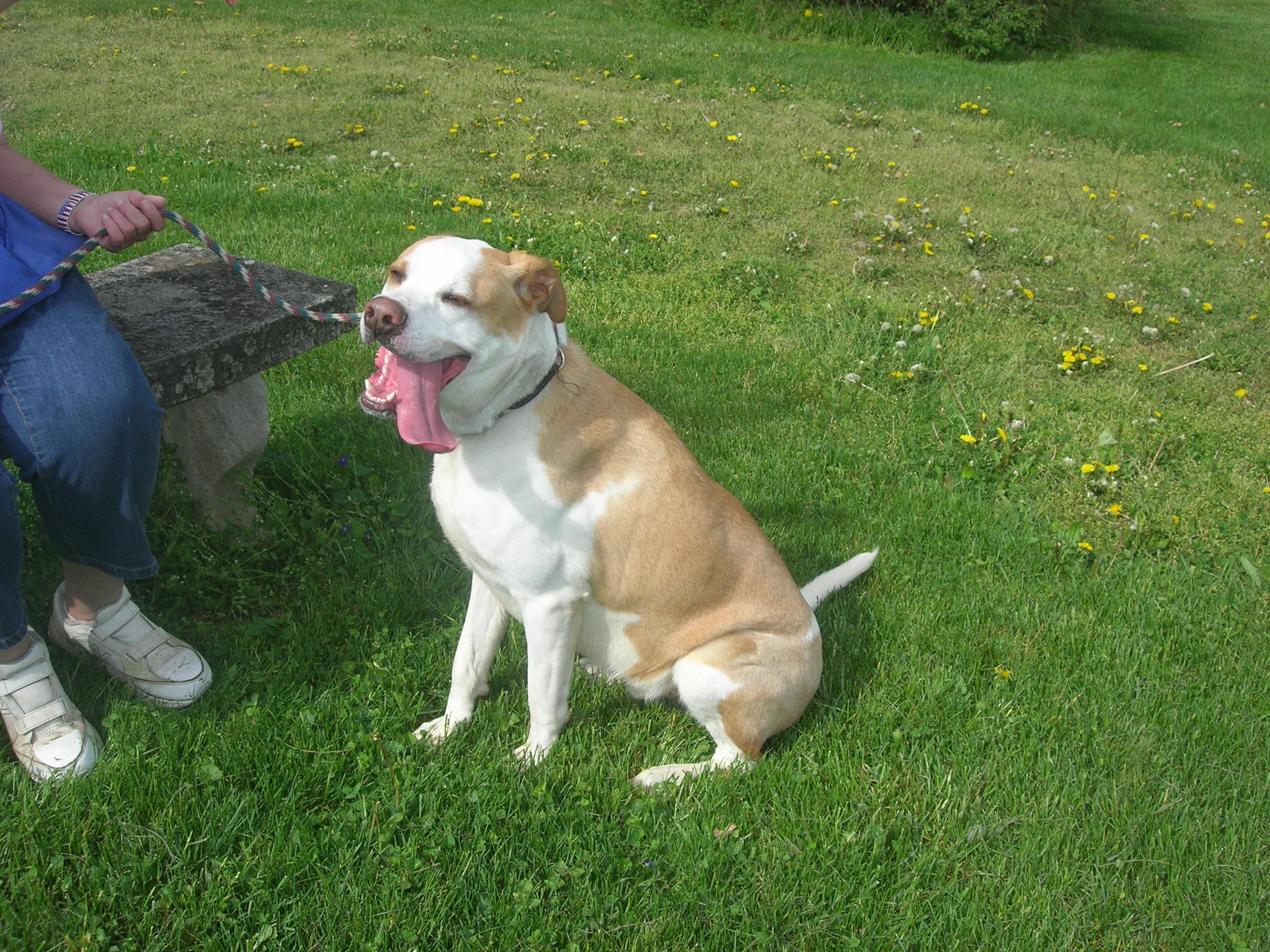 Robbie, a Adoptable mixed breed in Springfield, OH image 1/4