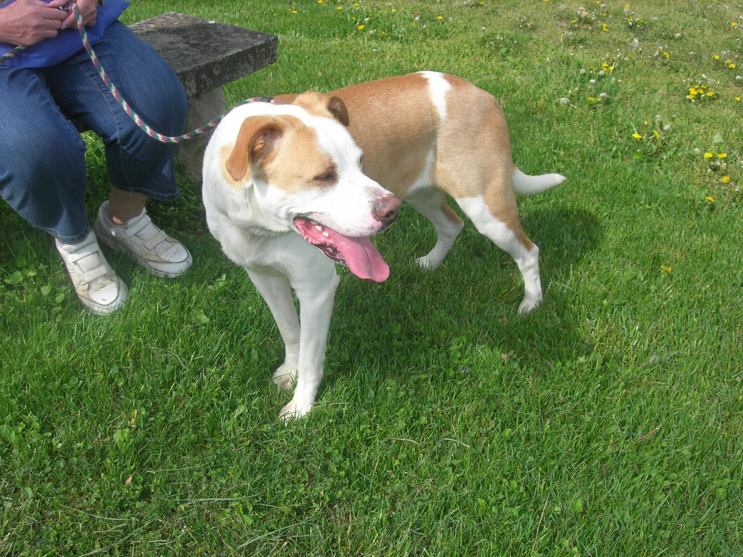 Robbie, a Adoptable mixed breed in Springfield, OH image 2/4