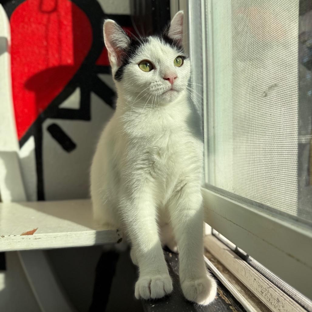 Satchel, Adoptable, Young Female Domestic Short Hair.