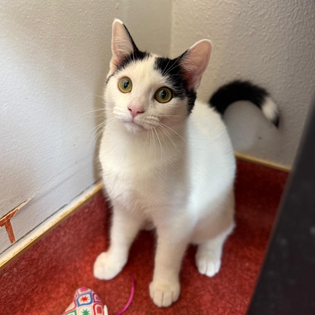 Enlarge Satchel, a Adoptable Domestic Short Hair in Los Angeles, CA image 2/6