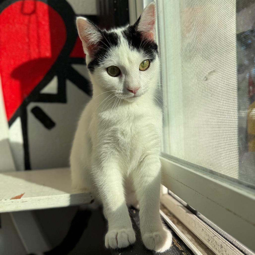 Enlarge Satchel, a Adoptable Domestic Short Hair in Los Angeles, CA image 3/6