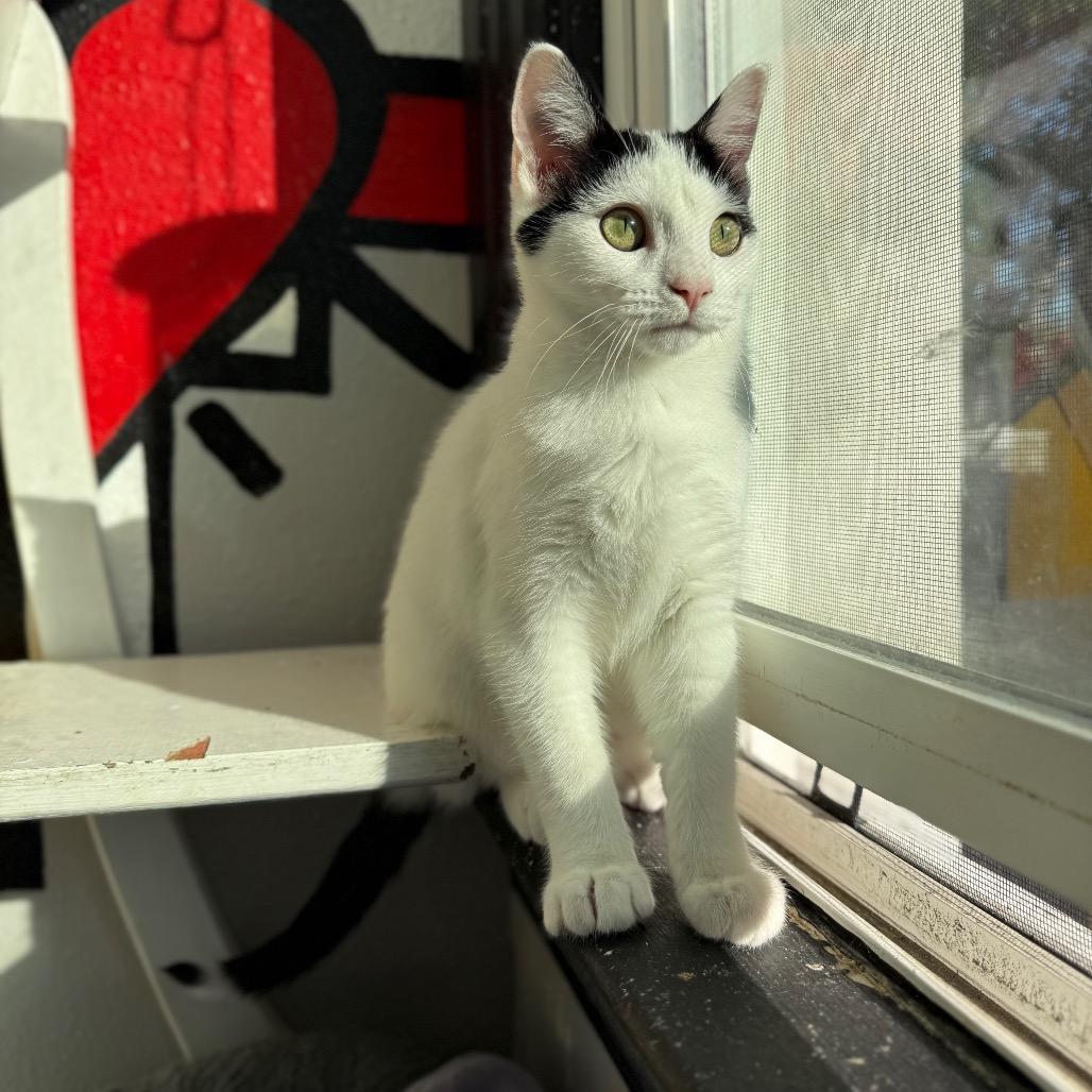 Enlarge Satchel, a Adoptable Domestic Short Hair in Los Angeles, CA image 4/6