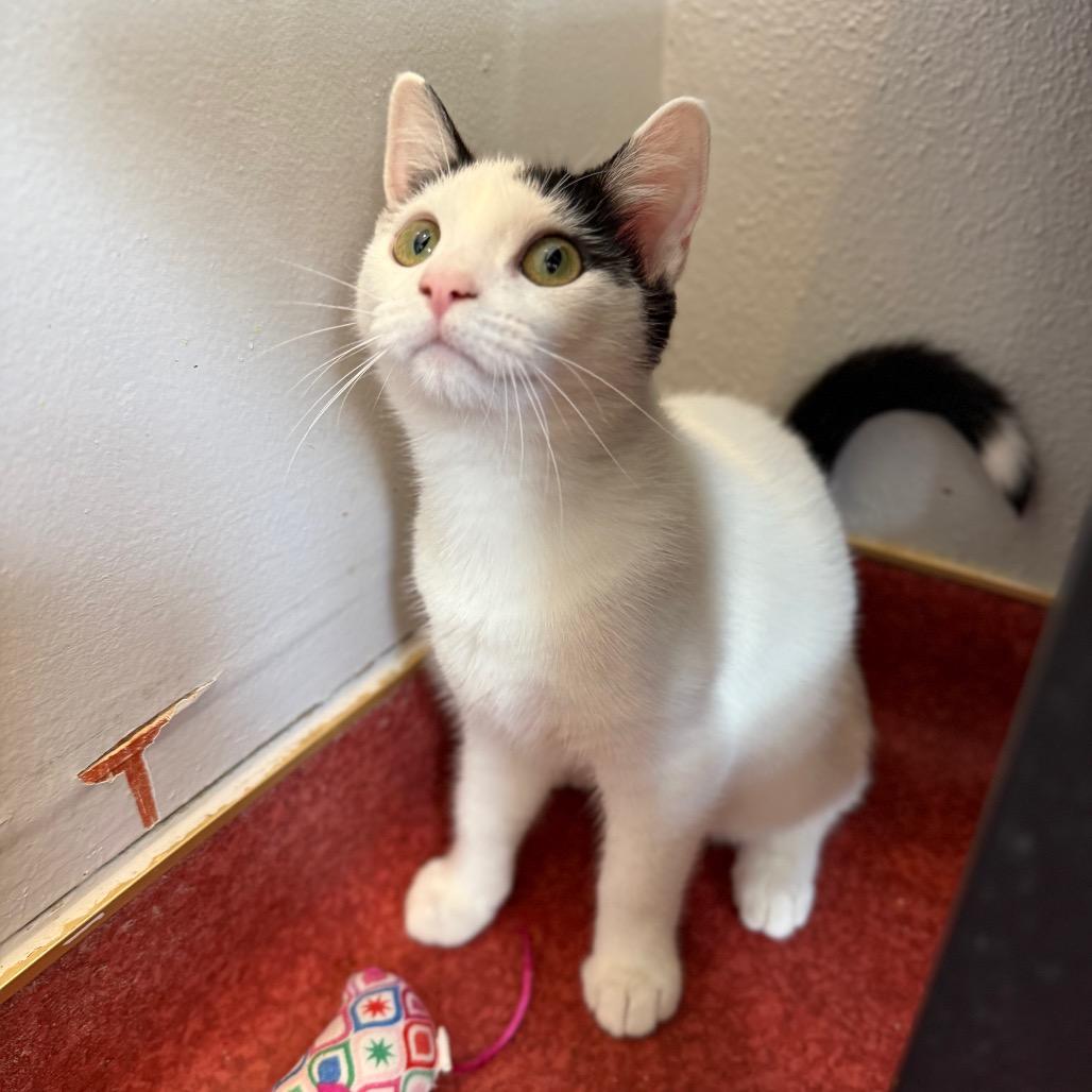 Enlarge Satchel, a Adoptable Domestic Short Hair in Los Angeles, CA image 5/6