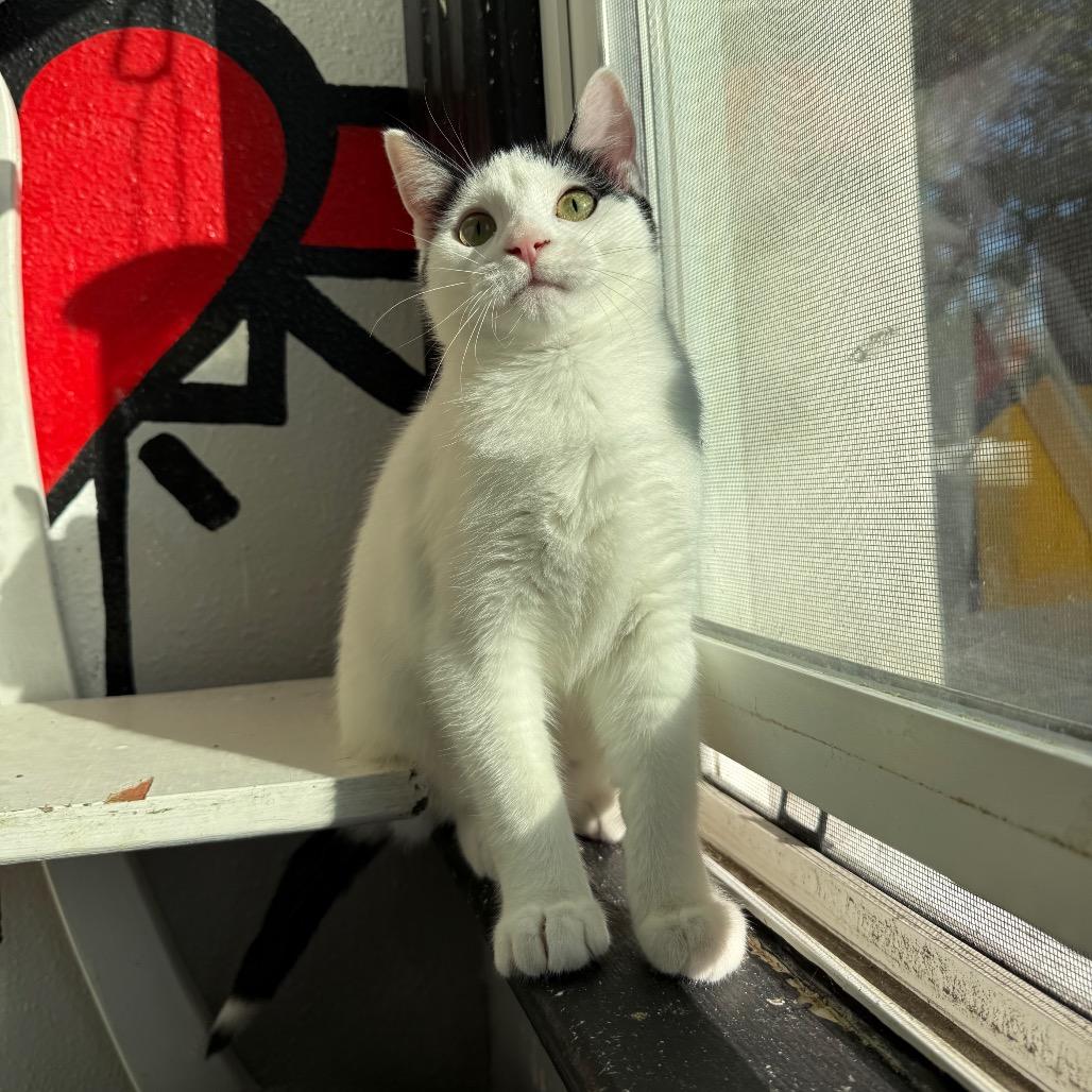 Enlarge Satchel, a Adoptable Domestic Short Hair in Los Angeles, CA image 6/6