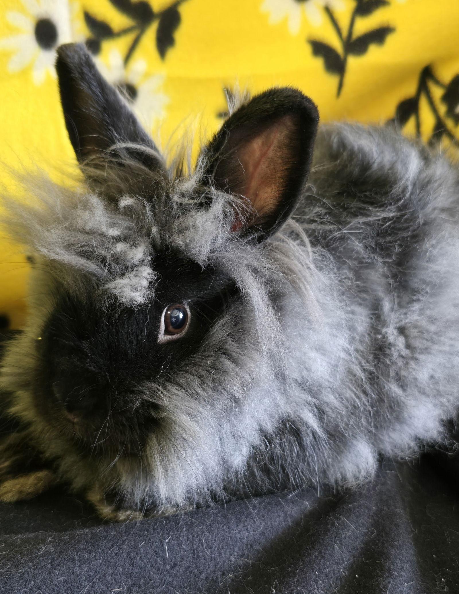 Enola, Adopted, Young Female Lionhead & Jersey Wooly.