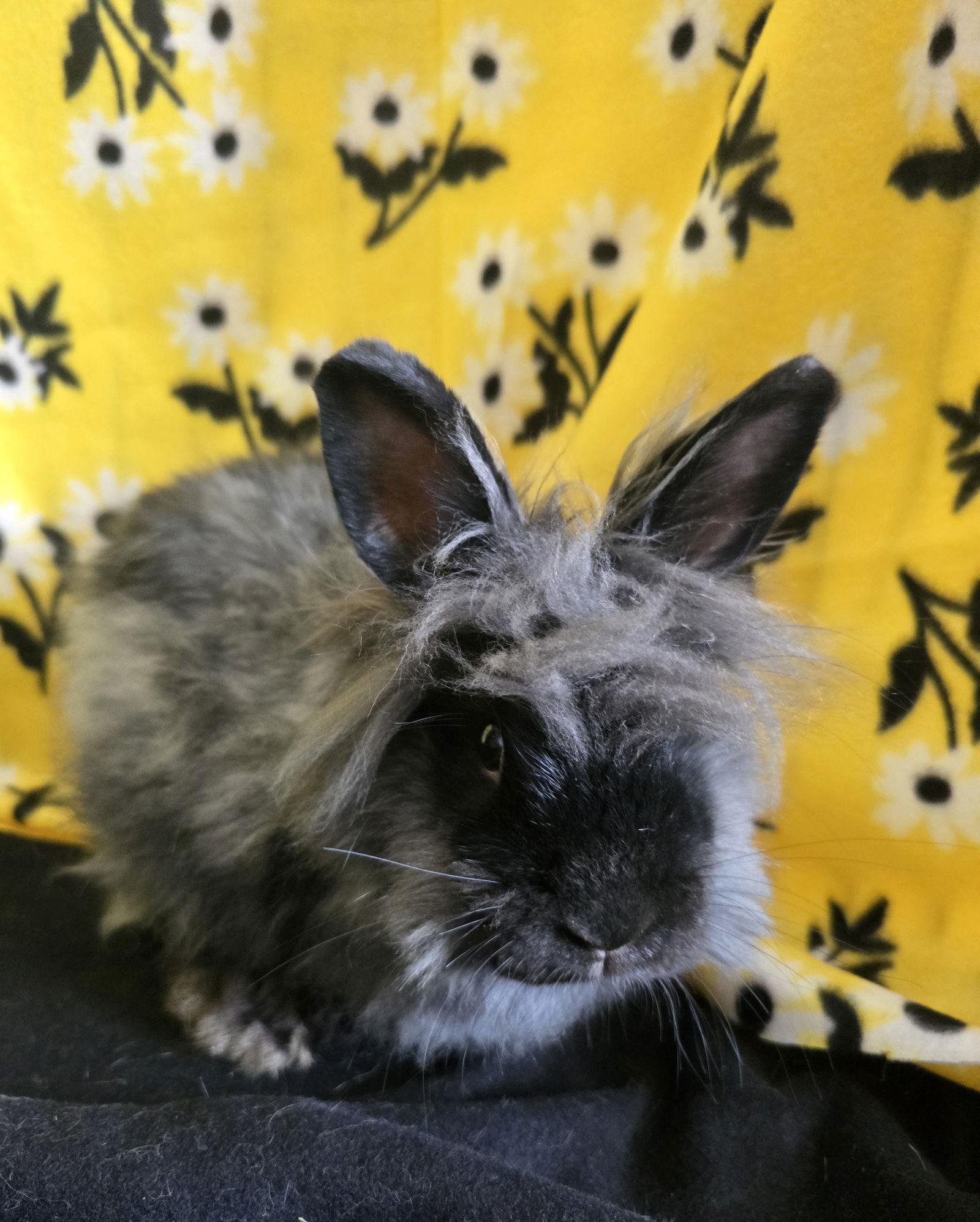 Enola, a Adopted mixed breed in Philadelphia, PA image 3/3