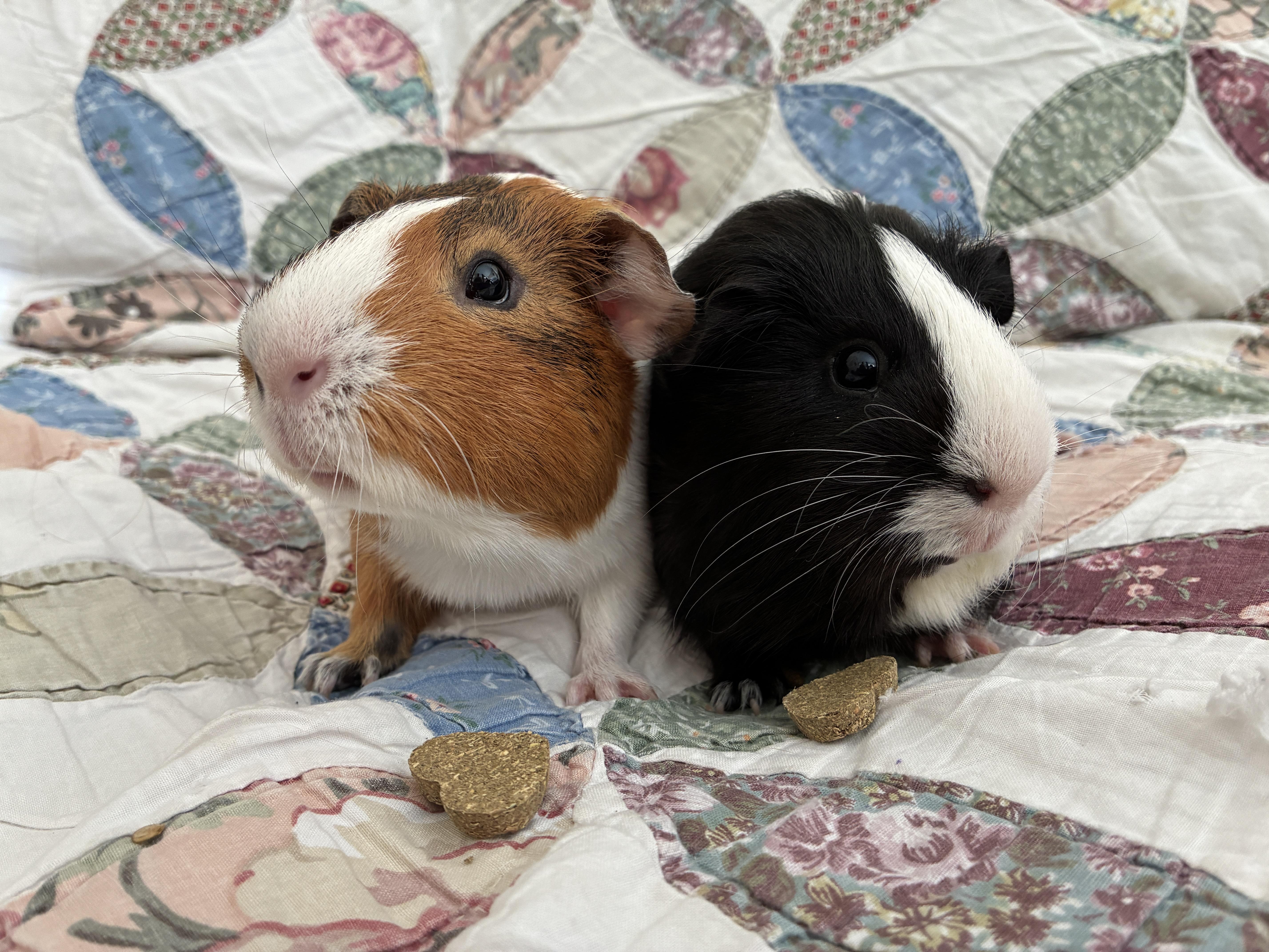 Enlarge Virgo and Frodo, a ADOPTABLE Guinea Pig in Mission viejo, CA image 1/2