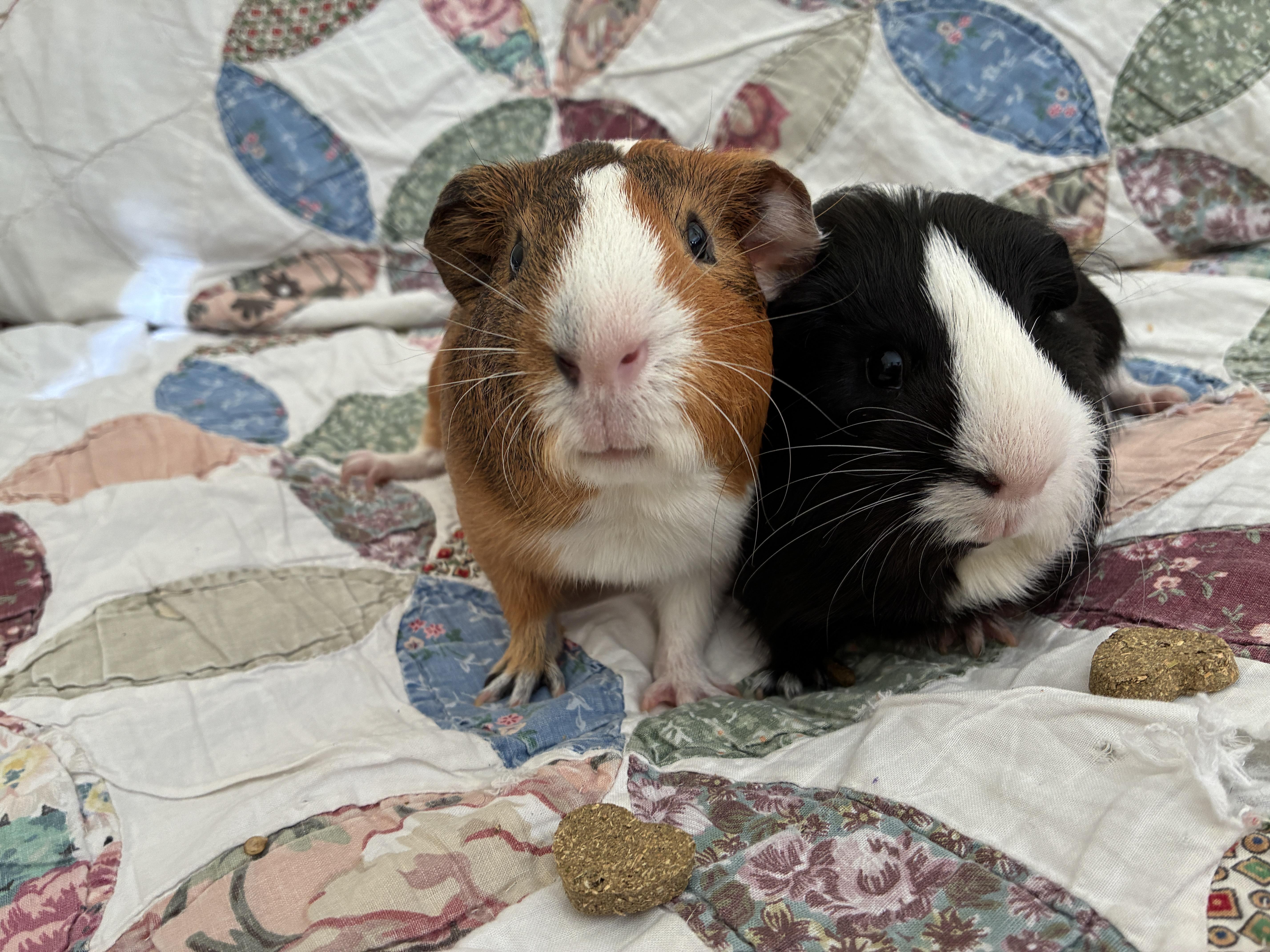 Enlarge Virgo and Frodo, a ADOPTABLE Guinea Pig in Mission viejo, CA image 2/2