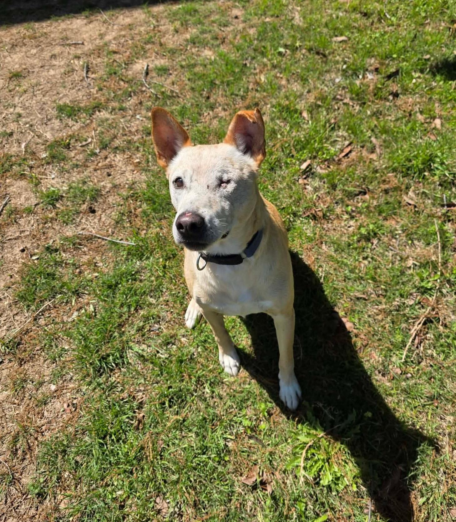 Enlarge Rusty, a Adoptable mixed breed in Niagara Falls, NY image 5/6