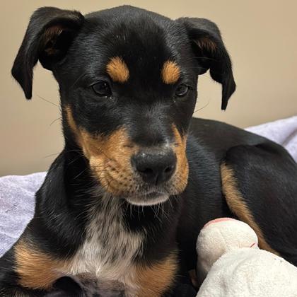 Enlarge Tana, a Adoptable mixed breed in Carrollton, TX image 2/2