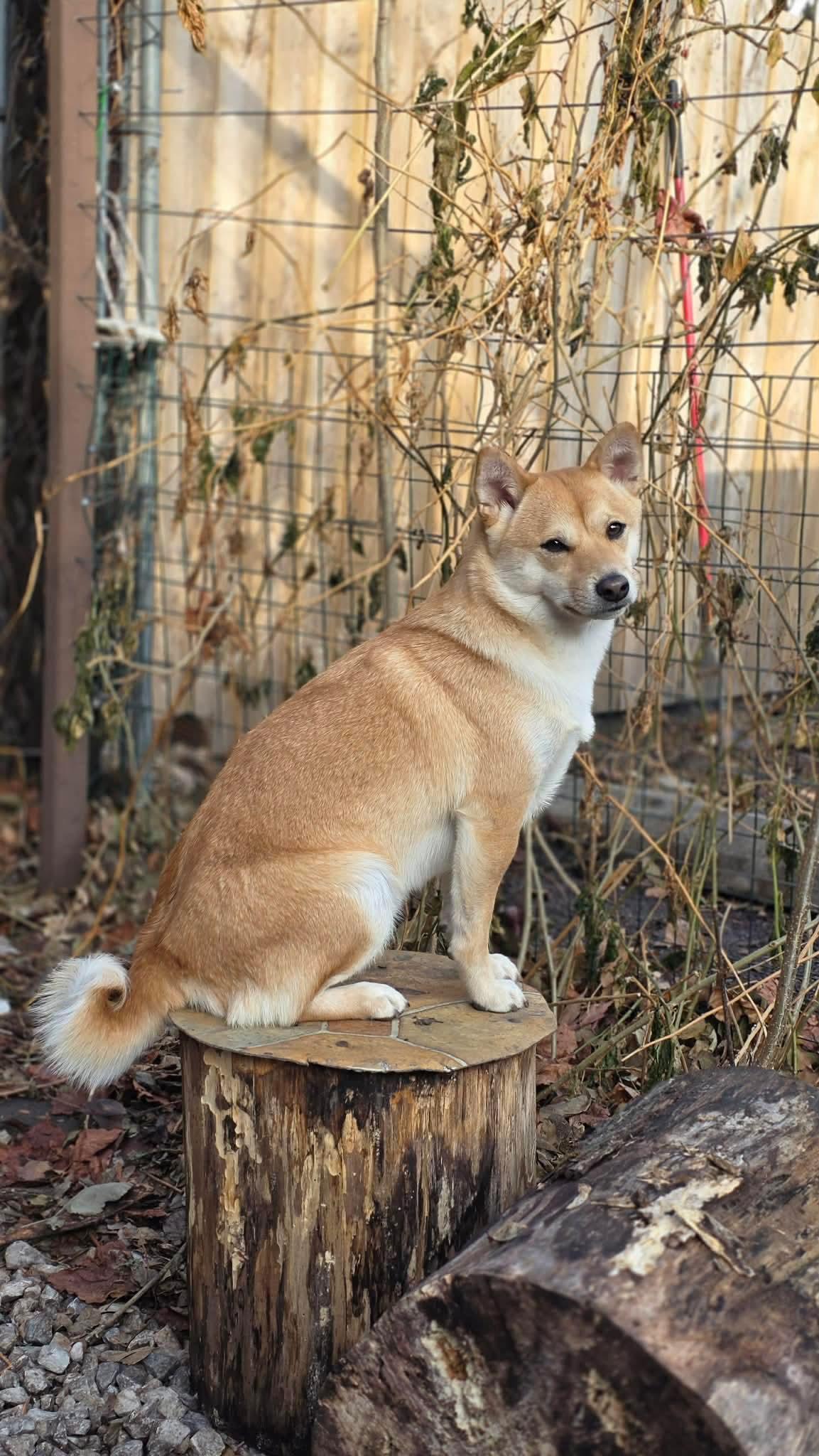 Enlarge Mochi, an adopted Shiba Inu in Chicago, IL image 2/2