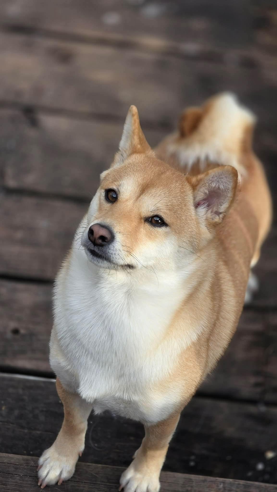Mochi, adopted, Young Female Shiba Inu.