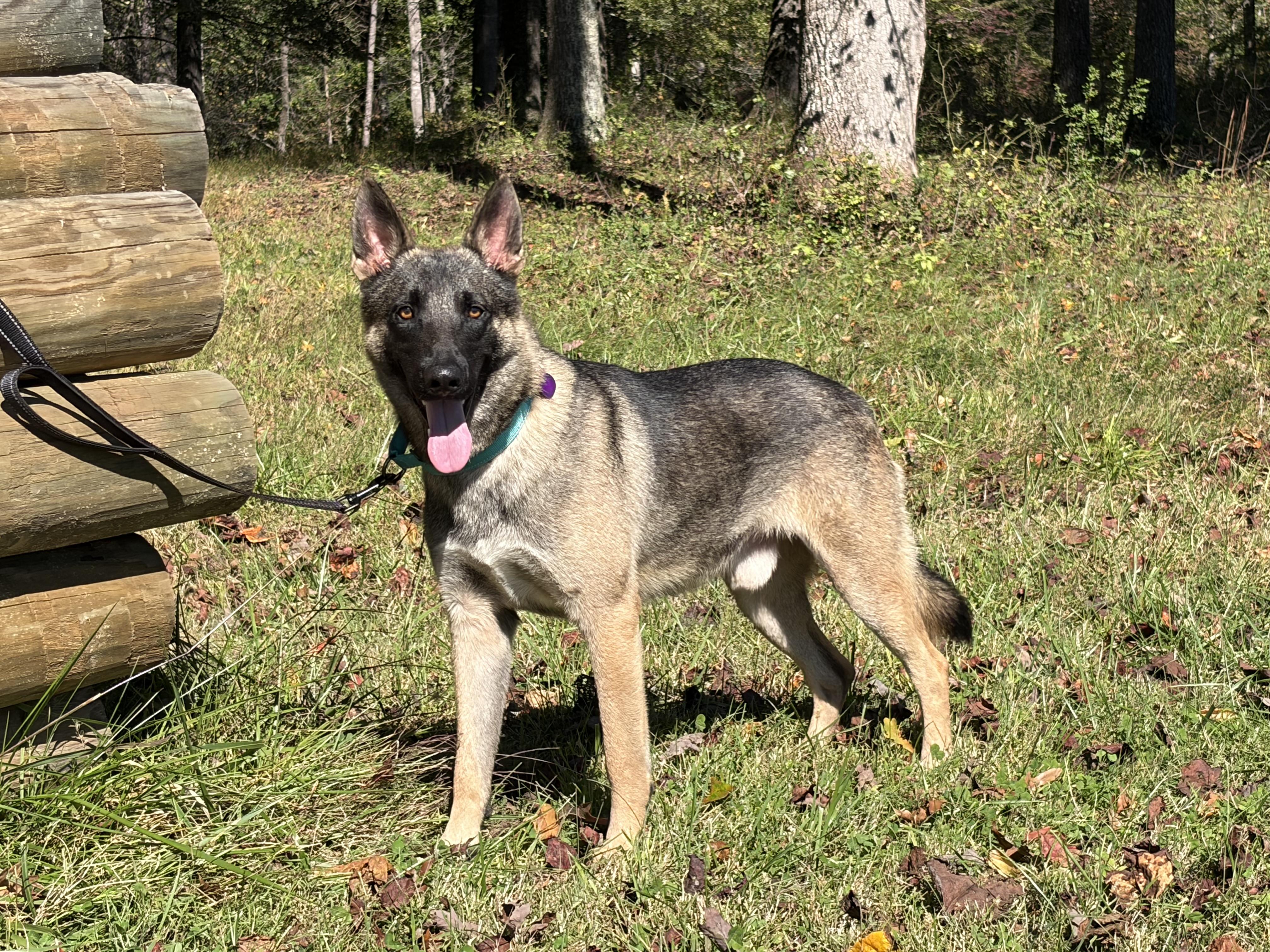 Enlarge Josh, a Adoptable German Shepherd Dog in Warrenton, VA image 1/5
