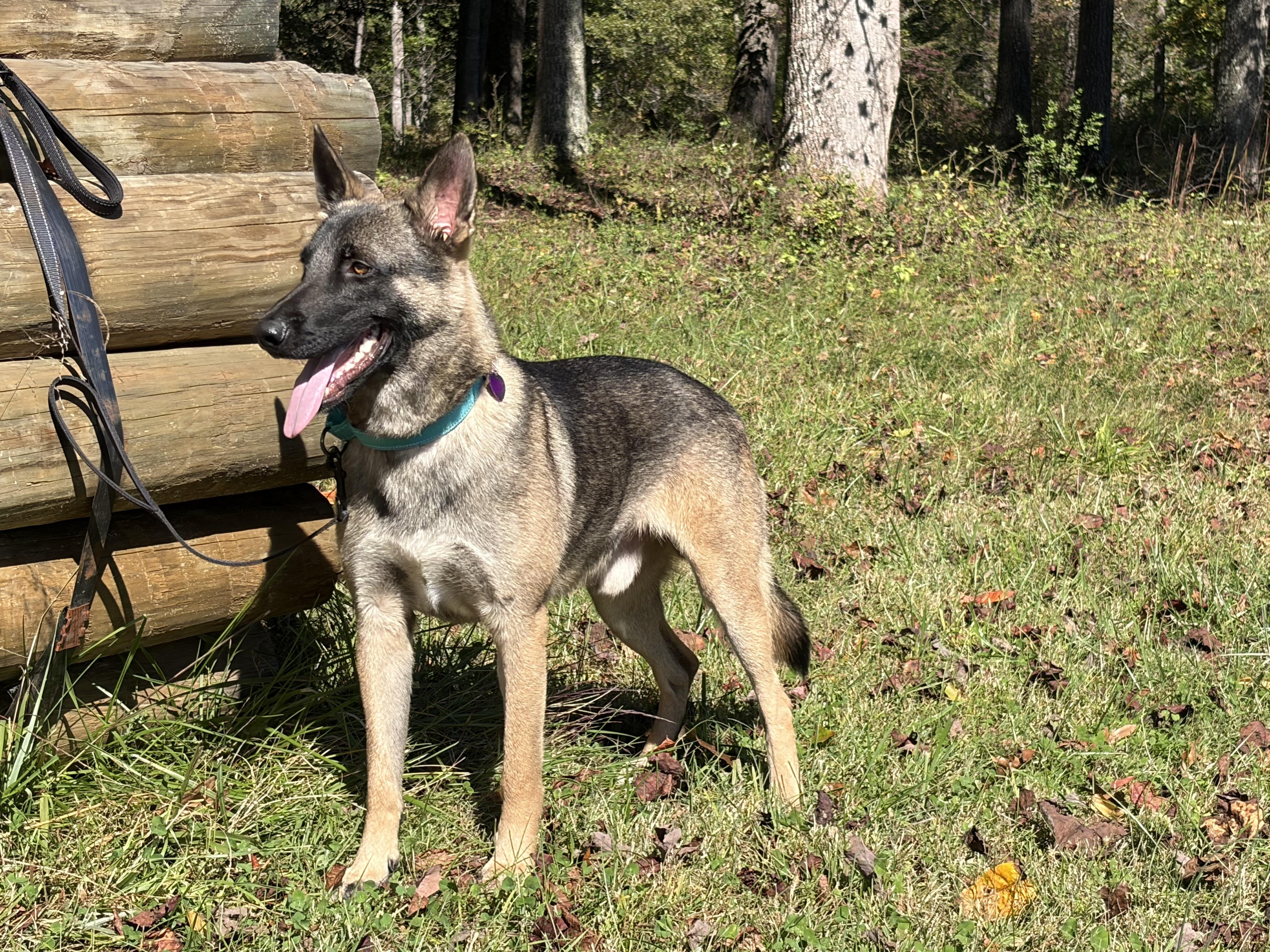 Enlarge Josh, a Adoptable German Shepherd Dog in Warrenton, VA image 2/5