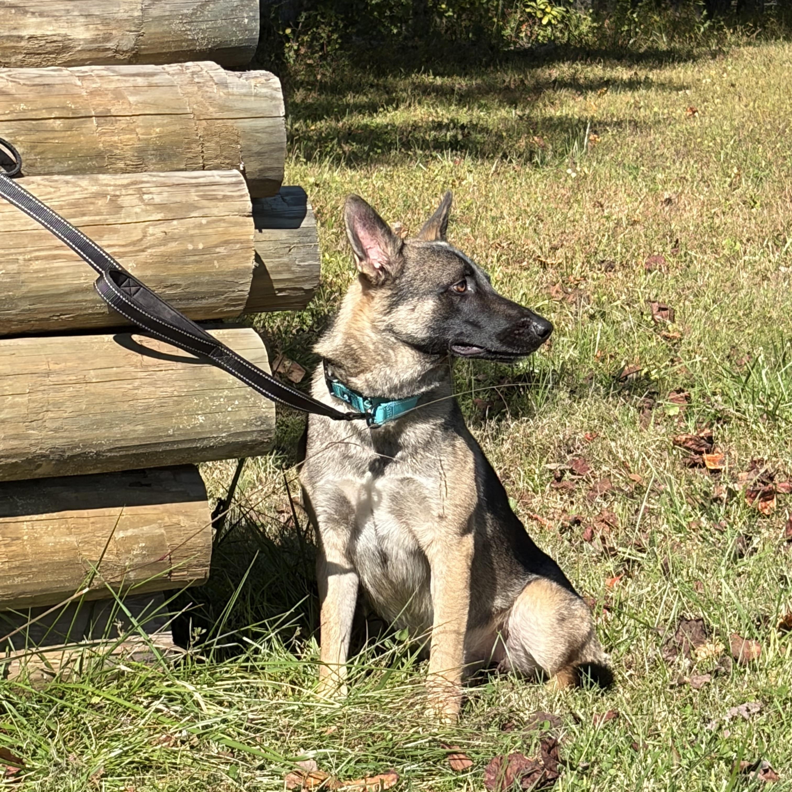 Enlarge Josh, a Adoptable German Shepherd Dog in Warrenton, VA image 3/5