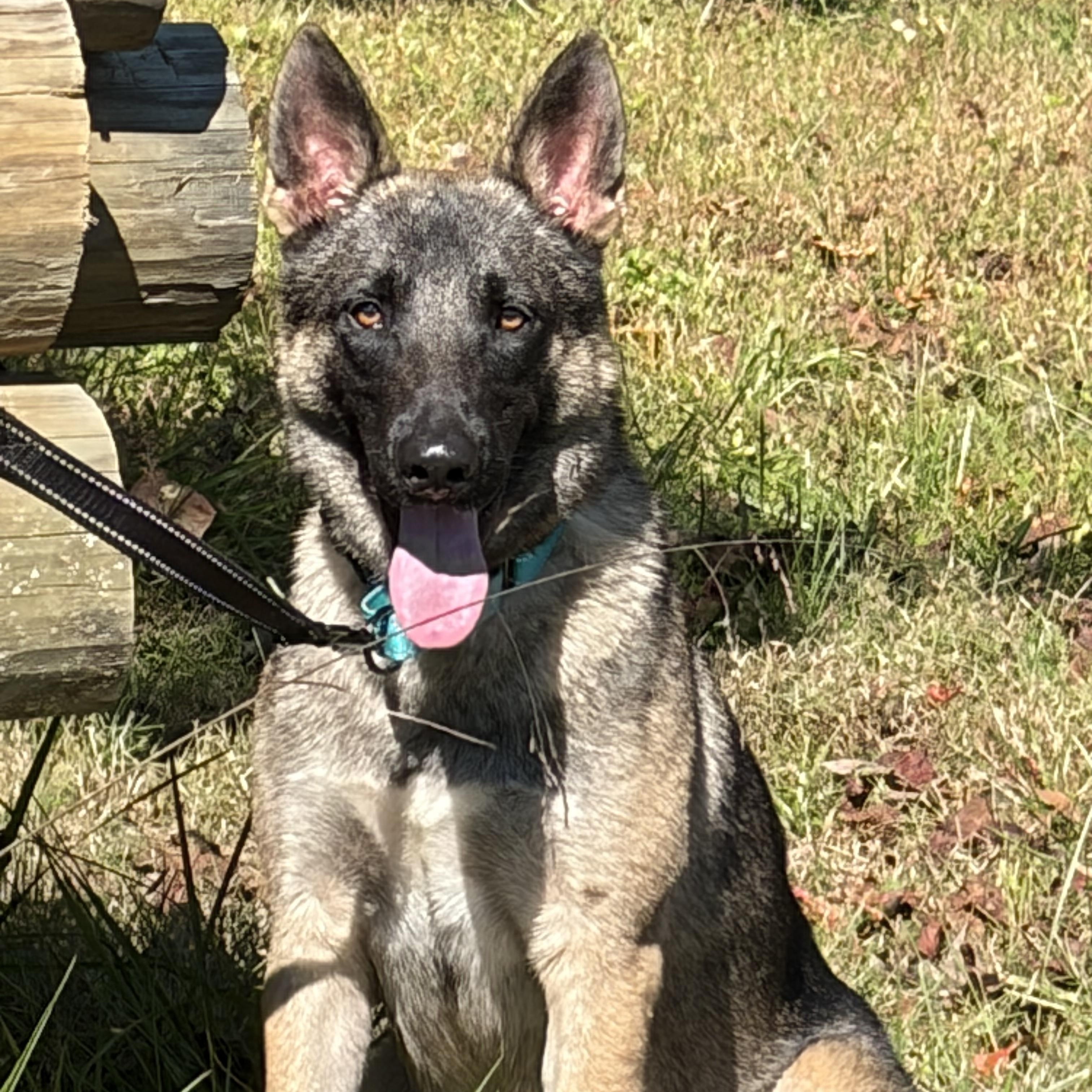 Enlarge Josh, a Adoptable German Shepherd Dog in Warrenton, VA image 5/5